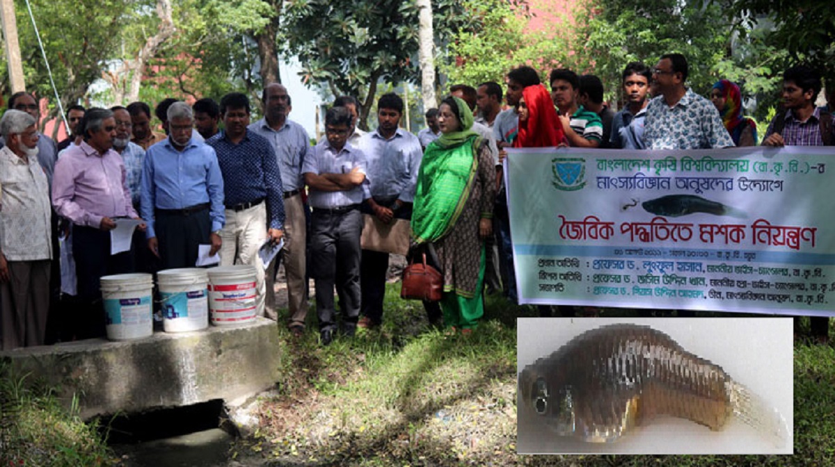 মশা খেয়ে ডেঙ্গু কমাবে ‘মশাভুক মাছ’