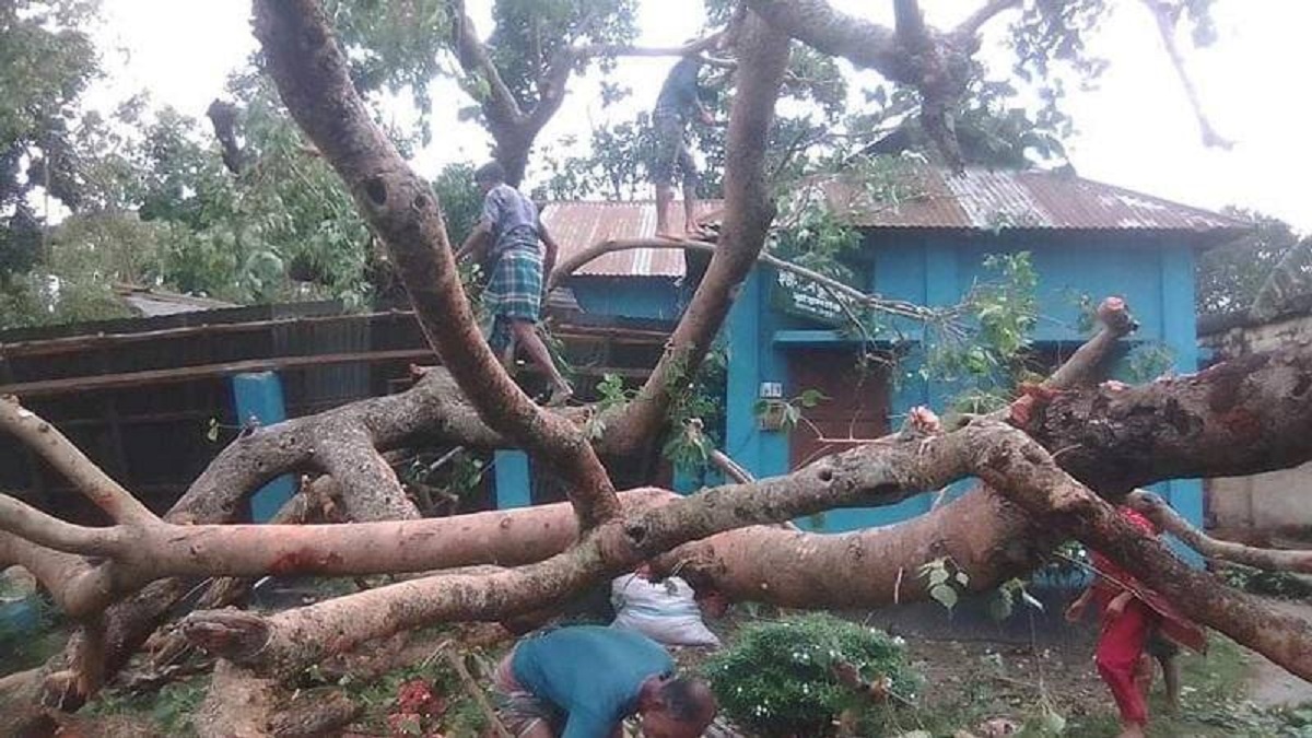 বগুড়ায় ঝড়ের সময় গাছ চাপায় সাবেক চেয়ারম্যানের প্রাণহানি