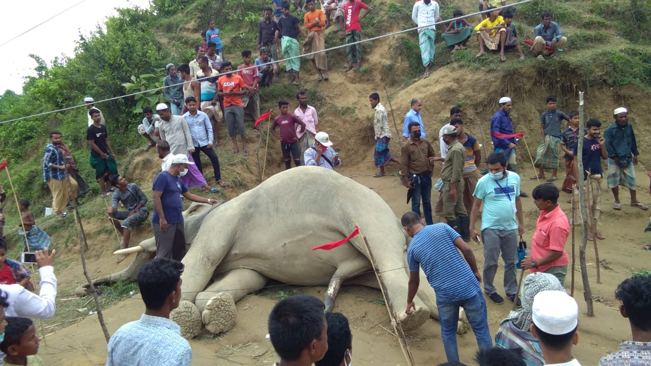 টেকনাফে বিদ্যুৎস্পৃষ্টে বন্য হাতির মৃত্যু