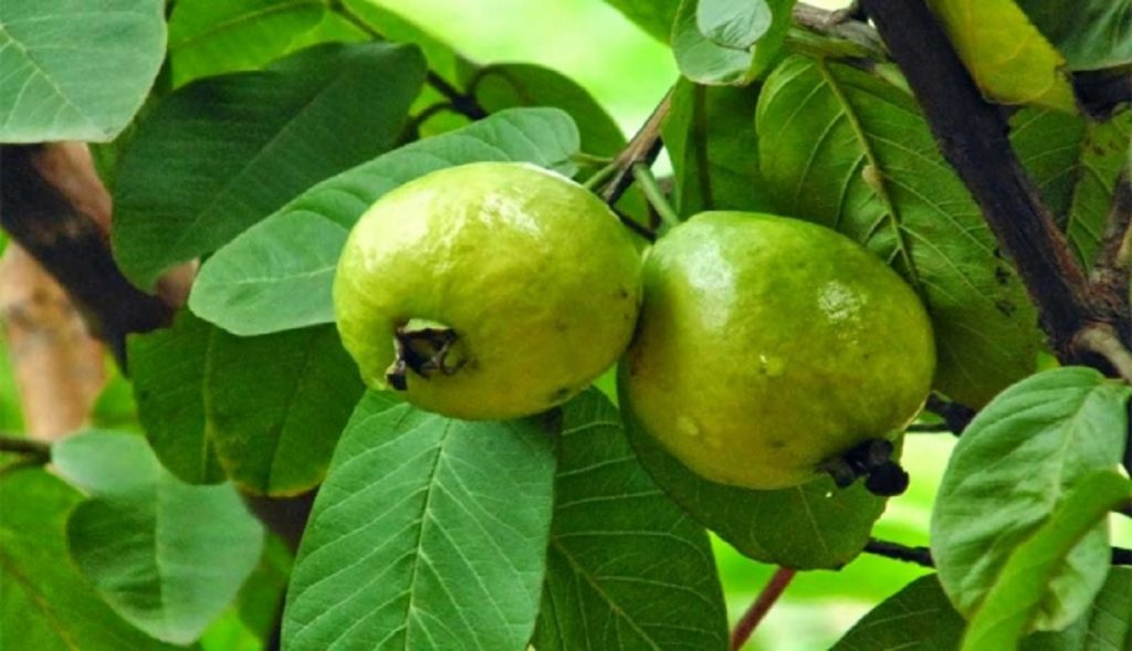 পেয়ারার ৮ স্বাস্থ্য উপকারিতা