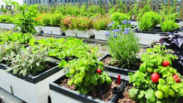 শহুড়ে জীবনে বাড়ির ছাদে সবুজ উদ্যান