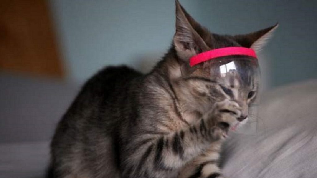 যুক্তরাজ্যে করোনায় আক্রান্ত হলো পোষা বিড়াল