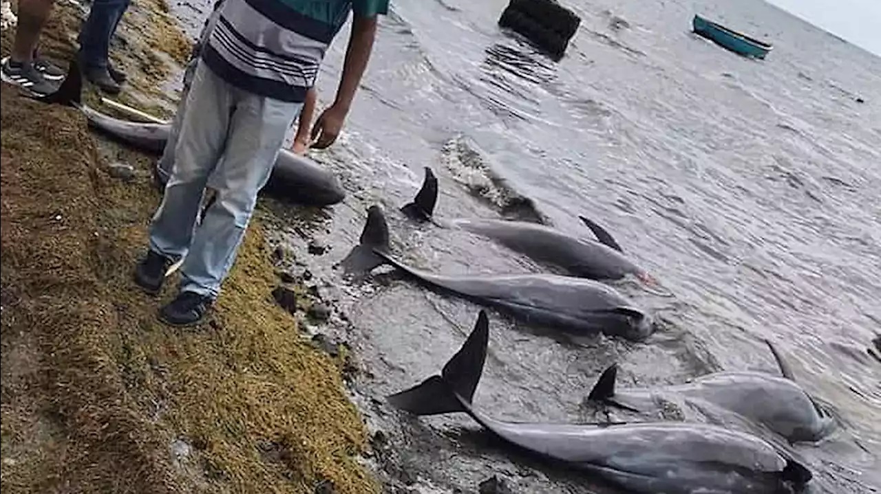 মরিশাস উপকূলে ভেসে এসেছে কমপক্ষে ১৭টি মৃত ডলফিন