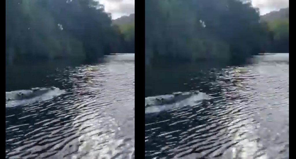 নৌকার সঙ্গে পাল্লা দিতে দ্রুত সাঁতরাচ্ছে কুমির