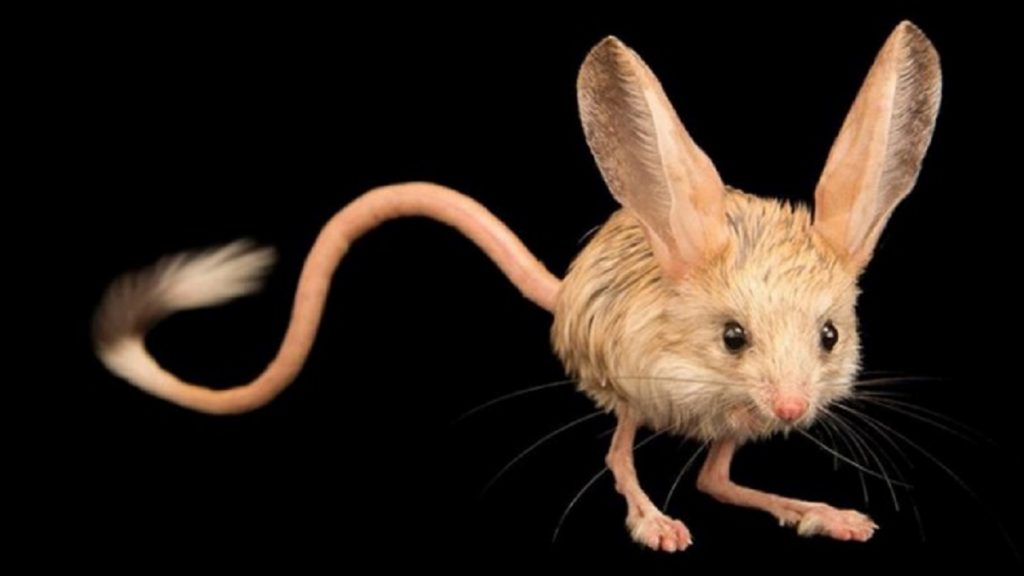 অদ্ভুত প্রাণি জারবোয়া