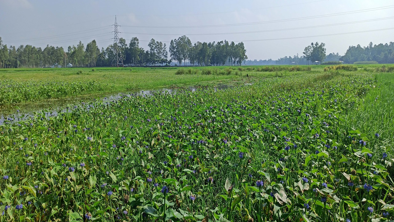 ভেদুরিয়া বিলে জলাবদ্ধতা, বছরে অর্ধ কোটি টাকার ফসল থেকে বঞ্চিত কৃষক