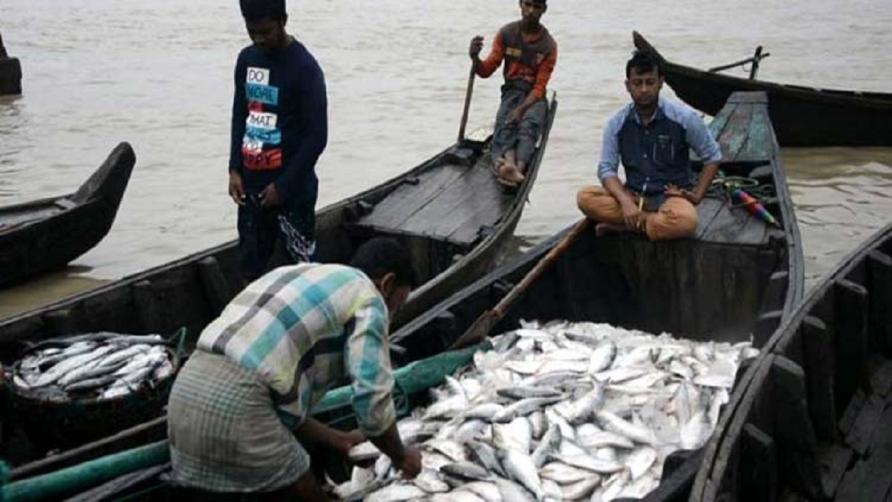 আগামীকাল থেকে ফের ইলিশ শিকার শুরু