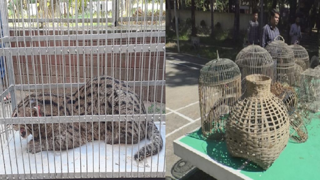 মৌলভীবাজারে ২২টি পাখি ও একটি মেছোবাঘ উদ্ধার