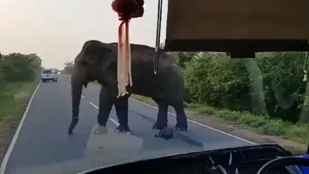 বাস থামিয়ে ‘লুটপাট’ চালাল হাতি!