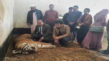 খুকৃবি'তে গবেষণার জন্য জাহানাবাদ ক্যান্টনমেন্ট কর্তৃক একটি বাঘ প্রদান