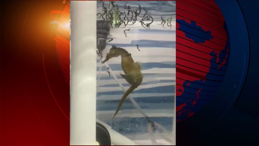 পুরুষ সামুদ্রিক ঘোড়ার সন্তান জন্মদানের বিরল দৃশ্য!