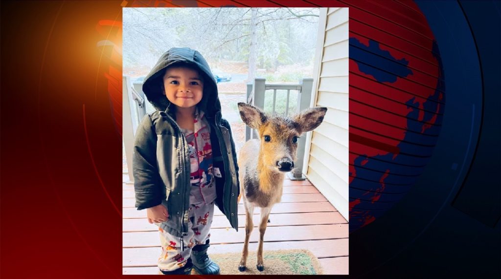 হরিণশাবককে বন্ধু বানিয়ে বাসায় নিয়ে এলো ৪ বছরের শিশু
