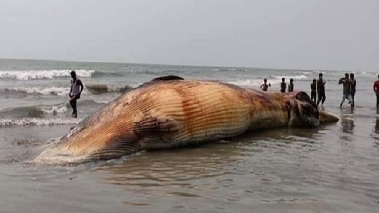 কক্সবাজার সৈকতে ভেসে এলো বিশাল আকৃতির মৃত তিমি