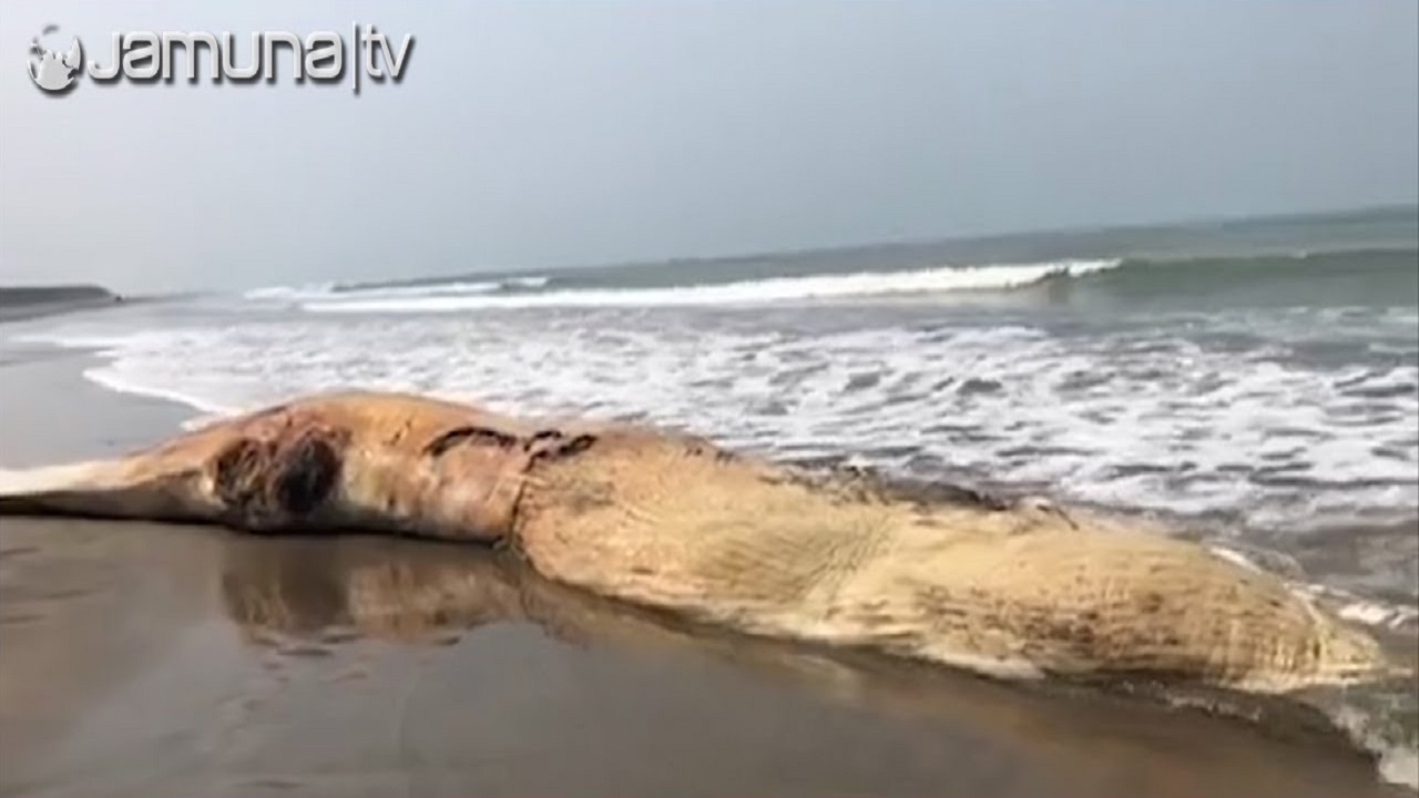 হিমছড়ি সৈকতে আজও ভেসে এসেছে মৃত তিমি