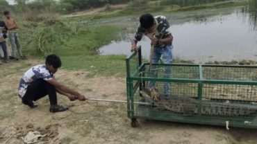 গুজরাটে পুকুরে মিললো বিশাল আকারের কুমির