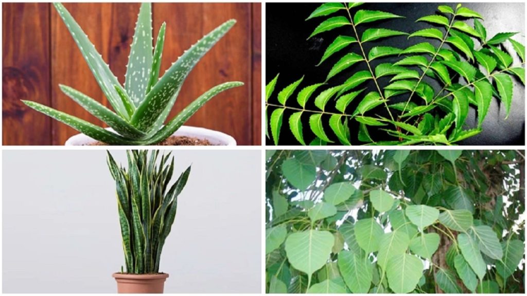 অক্সিজেন জোগায় যে ইনডোর প্লান্টগুলো