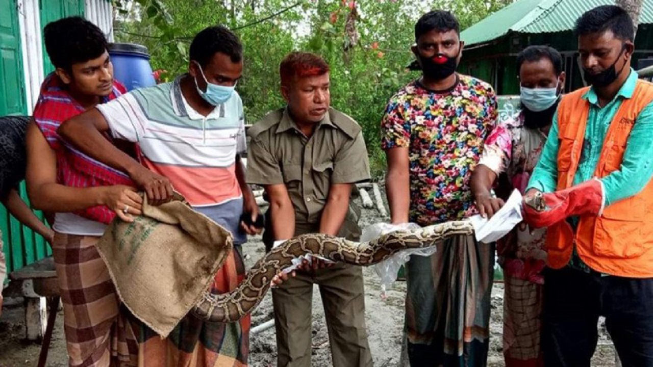 ইয়াসের প্রভাবে লোকালয়ে সুন্দরবনের অজগর