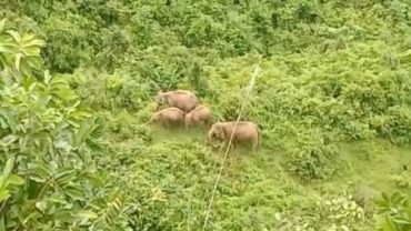 কক্সবাজারে পাহাড়ের গহীনে দেখা মিললো হাতির পালের