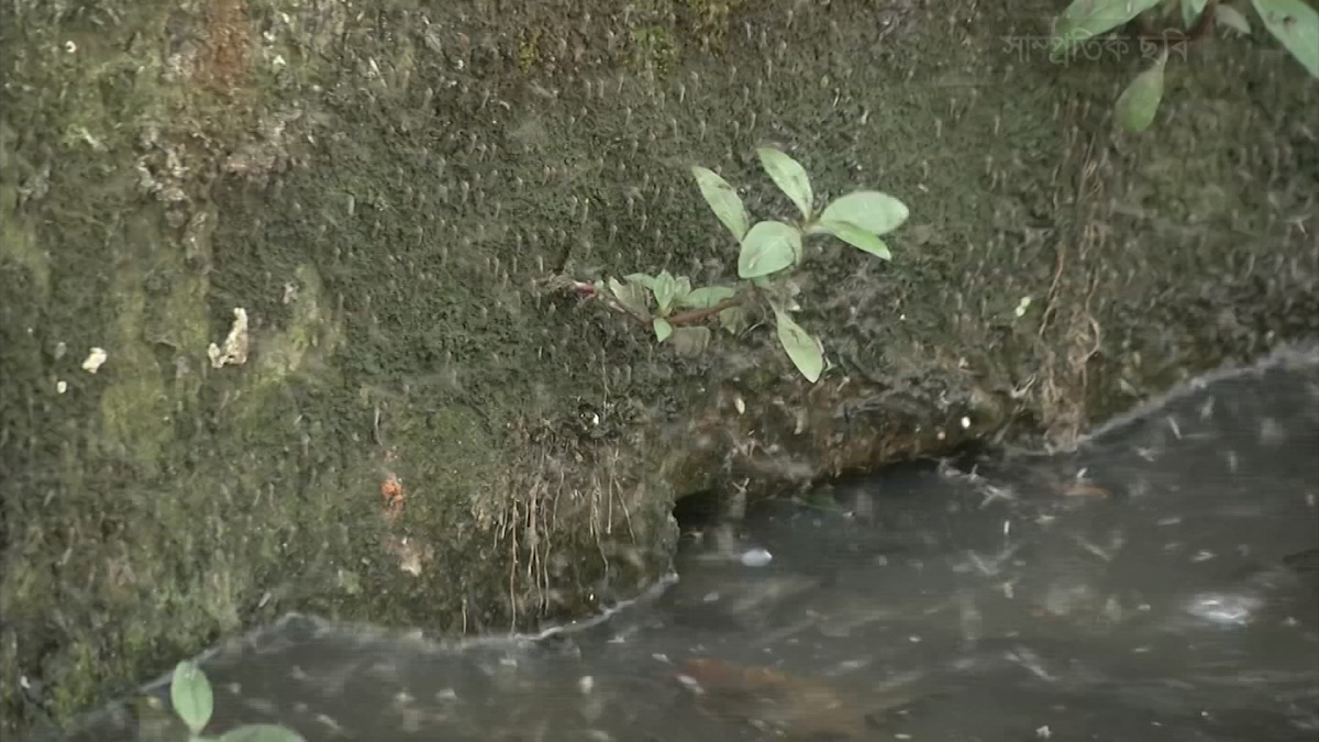 ভয়াবহ হচ্ছে ডেঙ্গু পরিস্থিতি