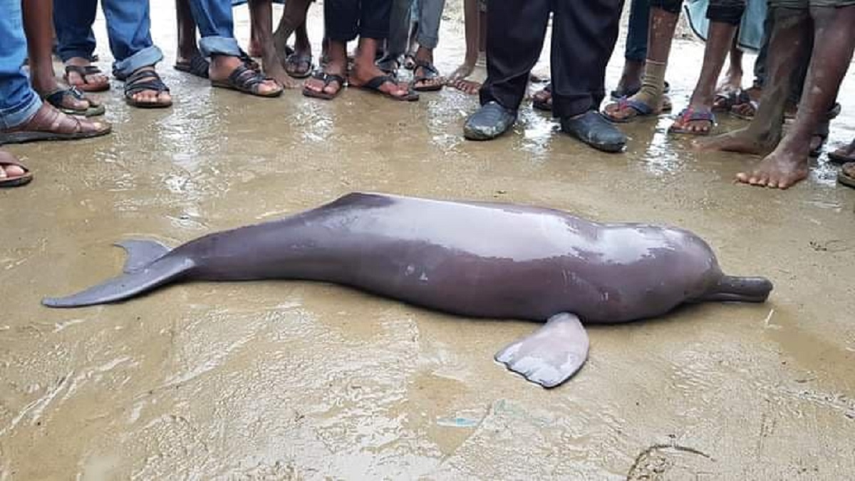 কর্ণফুলীতে ভেসে উঠলো মৃত ডলফিনের বাচ্চা