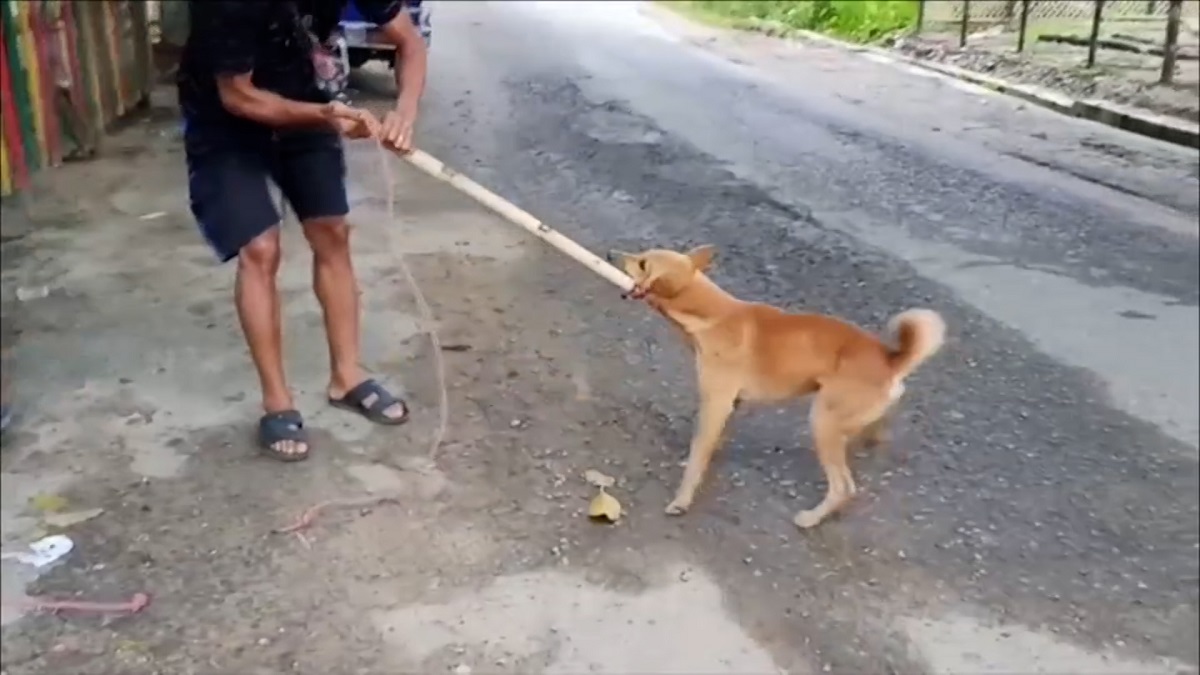 খাগড়াছড়িতে মাংসের জন্য ফাঁদ পেতে কুকুর শিকার!
