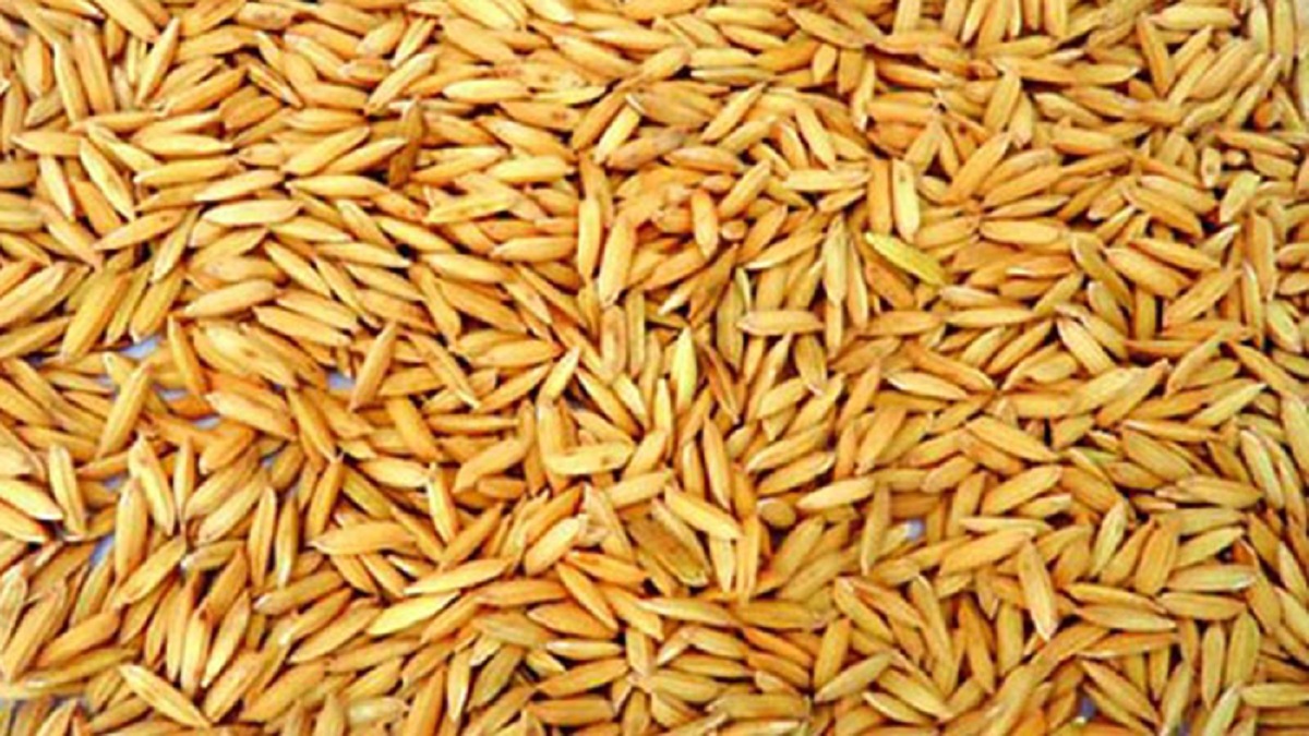 আমন ধান-চাল সংগ্রহ অভিযান শুরু আজ