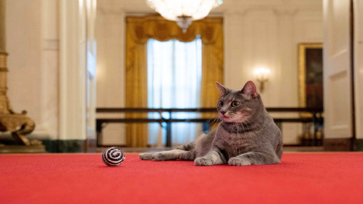 বাইডেন পরিবারে এলো নতুন সদস্য