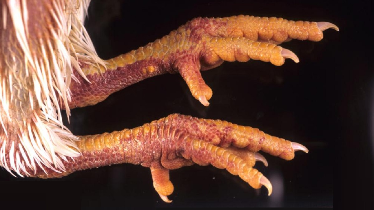 কিশোরগঞ্জে হঠাৎ এভিয়ান ইনফ্লুয়েঞ্জার সংক্রমণ