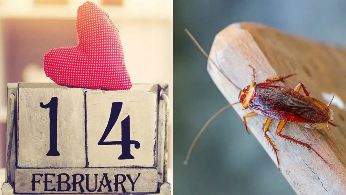 ১৫০ টাকায় তেলাপোকার নাম রাখা যাবে সাবেক প্রেমিক-প্রেমিকার নামে