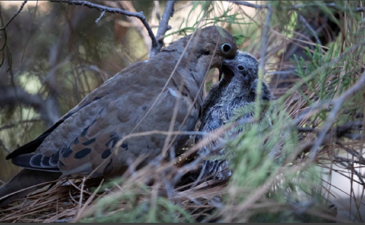 সময়ের আগেই ডিম পাড়ছে পাখিরা, জলবায়ু নিয়ে অশনি সংকেত প্রকৃতির!