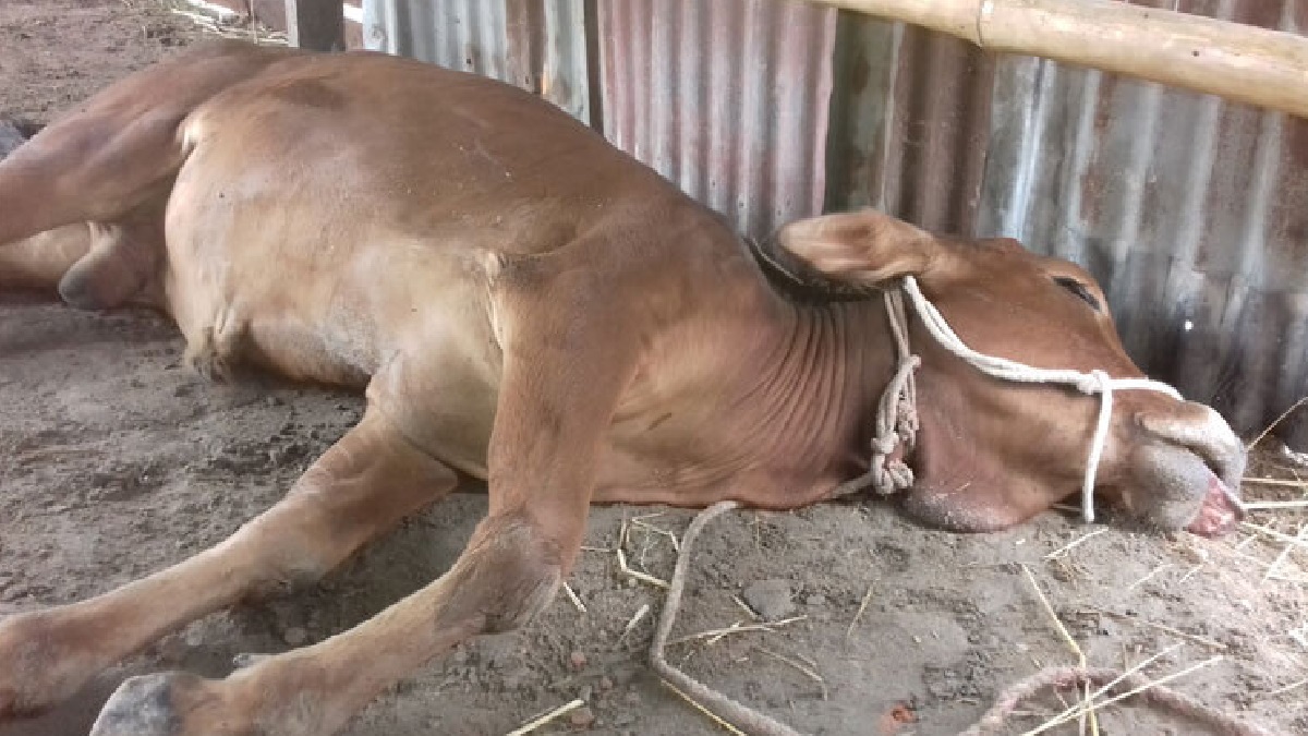 এক মাসে অজ্ঞাত রোগে মারা গেছে দুধগ্রামের অর্ধশতাধিক গরু