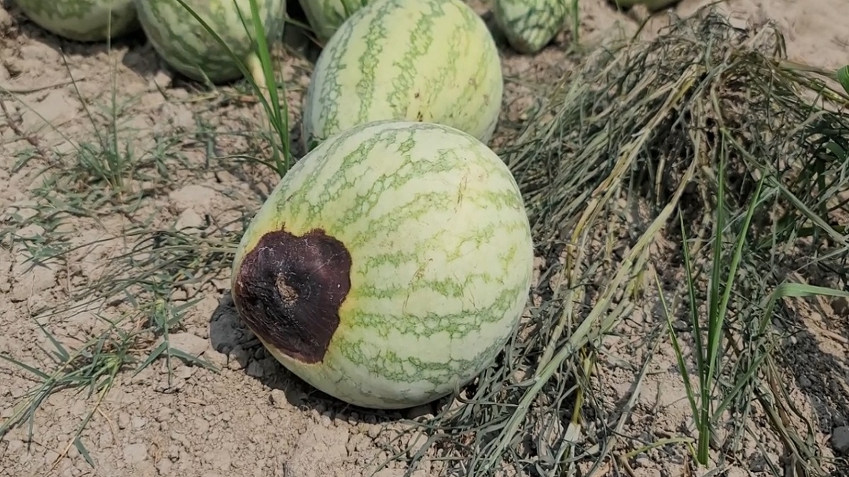পটুয়াখালীতে পোকায় নষ্ট একশো কোটি টাকার তরমুজ