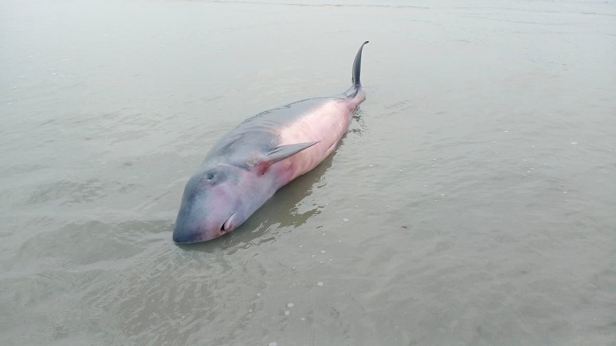 মারা গেছে কুয়াকাটায় ভেসে আসা আহত তিমি