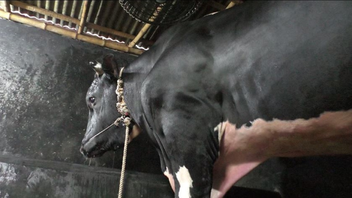 ২২ মণের ‘হিরো আলম’র দাম ৮ লাখ টাকা