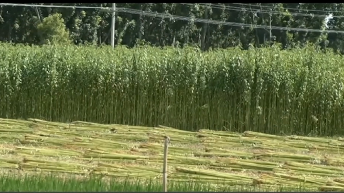 ফলন ভালো হলেও বৃষ্টির অভাবে ডুবতে বসেছে চুয়াডাঙ্গার পাট চাষীরা