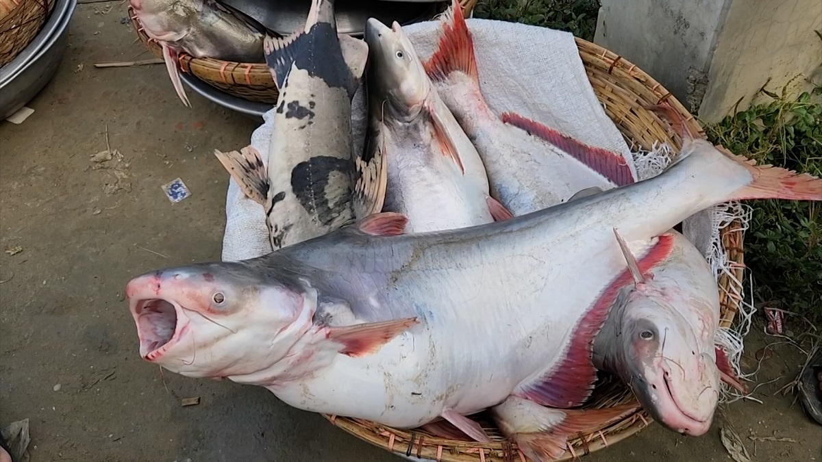 শরীয়তপুরের পদ্মায় ধরা পড়ছে পাঙ্গাস, নিরাপত্তাহীনতায় জেলেরা