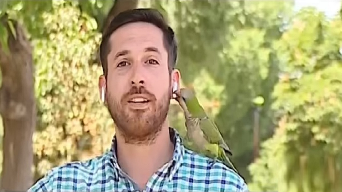 লাইভ চলাকালে সাংবাদিকের এয়ারফোন কেড়ে নিলো টিয়া পাখি