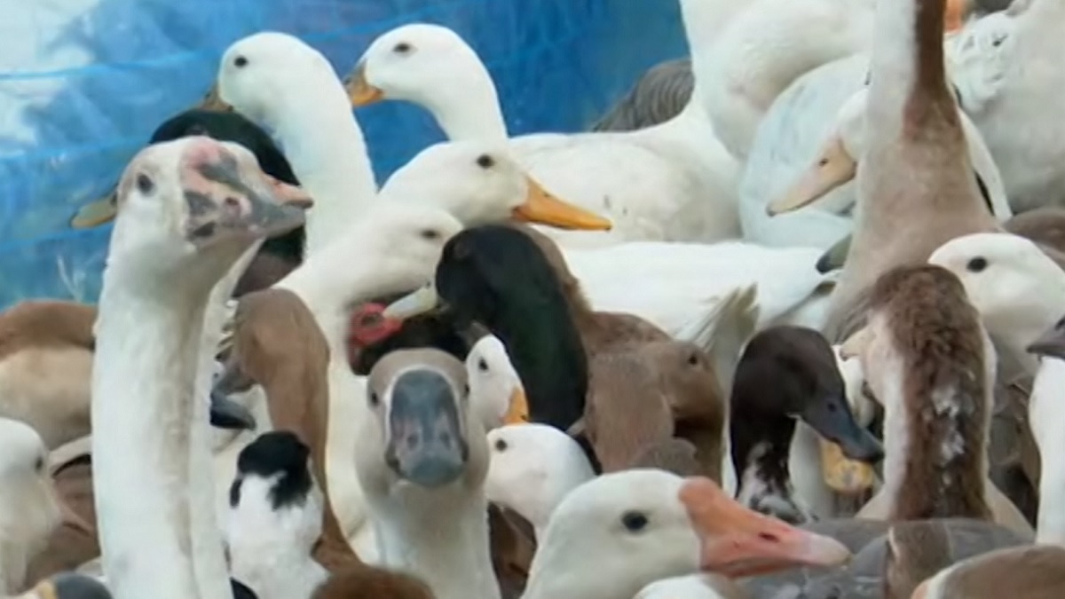 হাতিরঝিলে অবমুক্ত হলো ৩০০ হাঁস