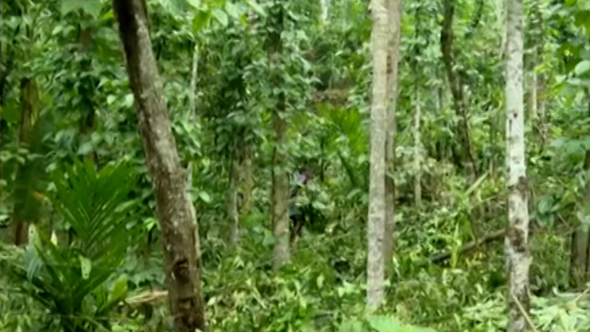 পাহাড়ে নতুন জঙ্গি আস্তানার সন্ধান, গুলি ও বিস্ফোরক উদ্ধার