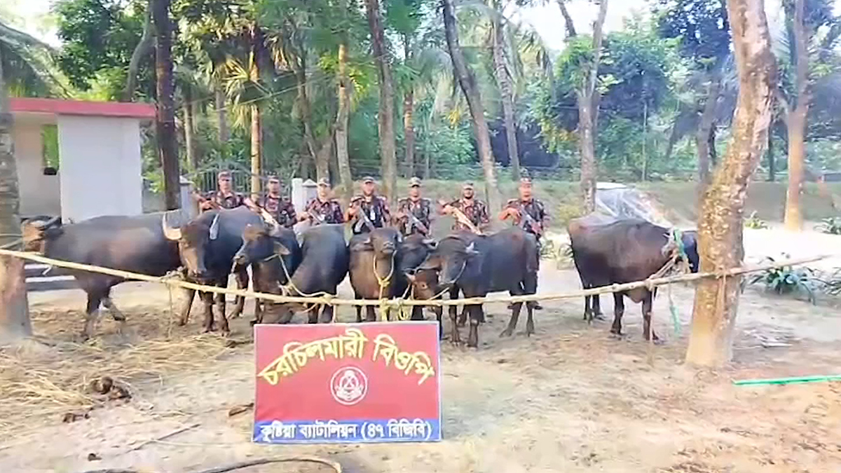 কুষ্টিয়ায় ১২ লাখ টাকা মূল্যের কোকেনসহ ১৪টি ভারতীয় মহিষ জব্দ