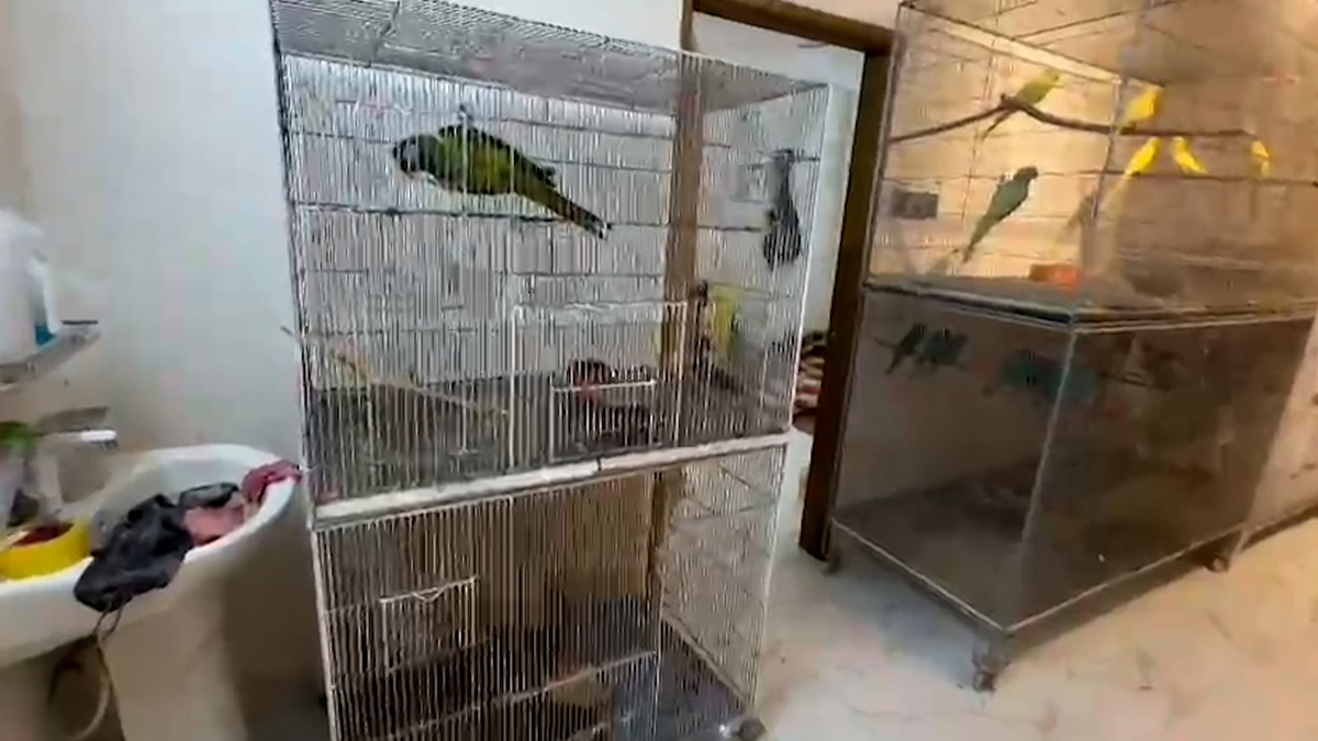 ডেমরায় বিদেশি পাখির খামারে চুরি