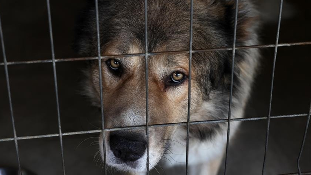 কুকুরের মাংস নিষিদ্ধের পর ৪০% খামার বন্ধ দক্ষিণ কোরিয়ায়