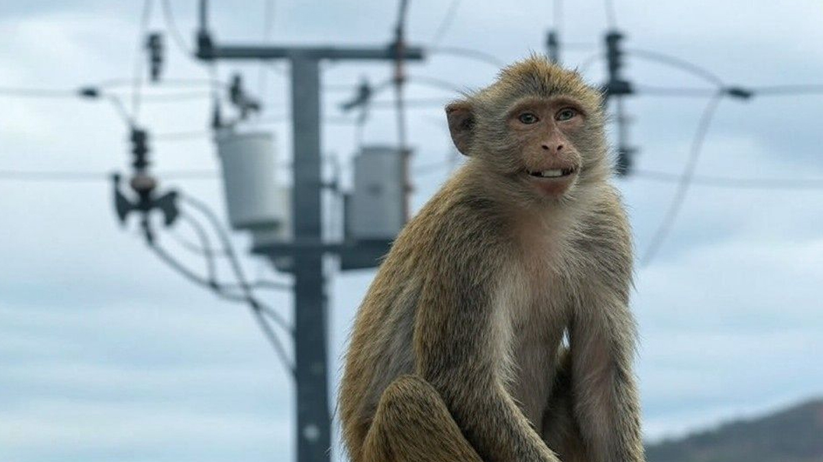 বিদ্যুৎ বিভ্রাটের জন্য সব দোষ বানরের: জ্বালানিমন্ত্রী কুমারা জয়কোডি