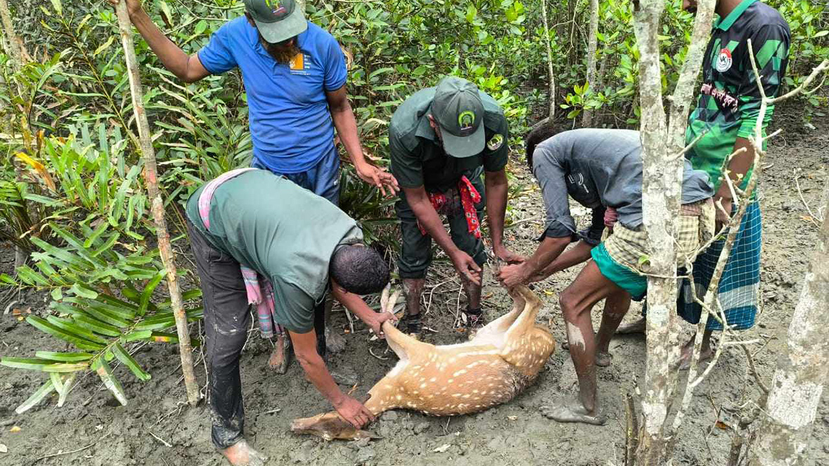 সুন্দরবনে ফাঁদে আটকা হরিণ উদ্ধার