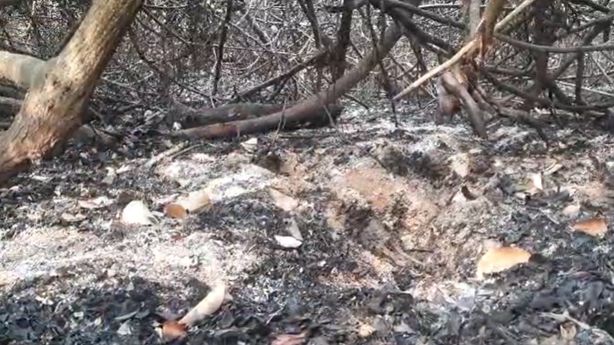 সুন্দরবনের আগুন নিয়ন্ত্রণে