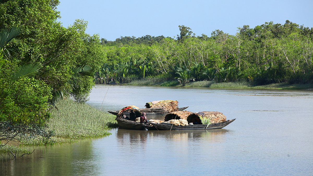 সুন্দরবনে গাছের ডালে বসা ছিলেন বৃদ্ধা, উদ্ধার করলো দুই জেলে