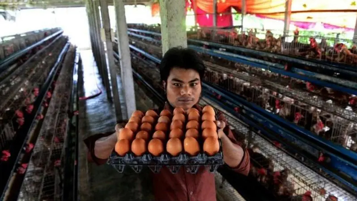 দেশজুড়ে ১ মে থেকে ডিম-মুরগির খামার ‘বন্ধের ঘোষণা’