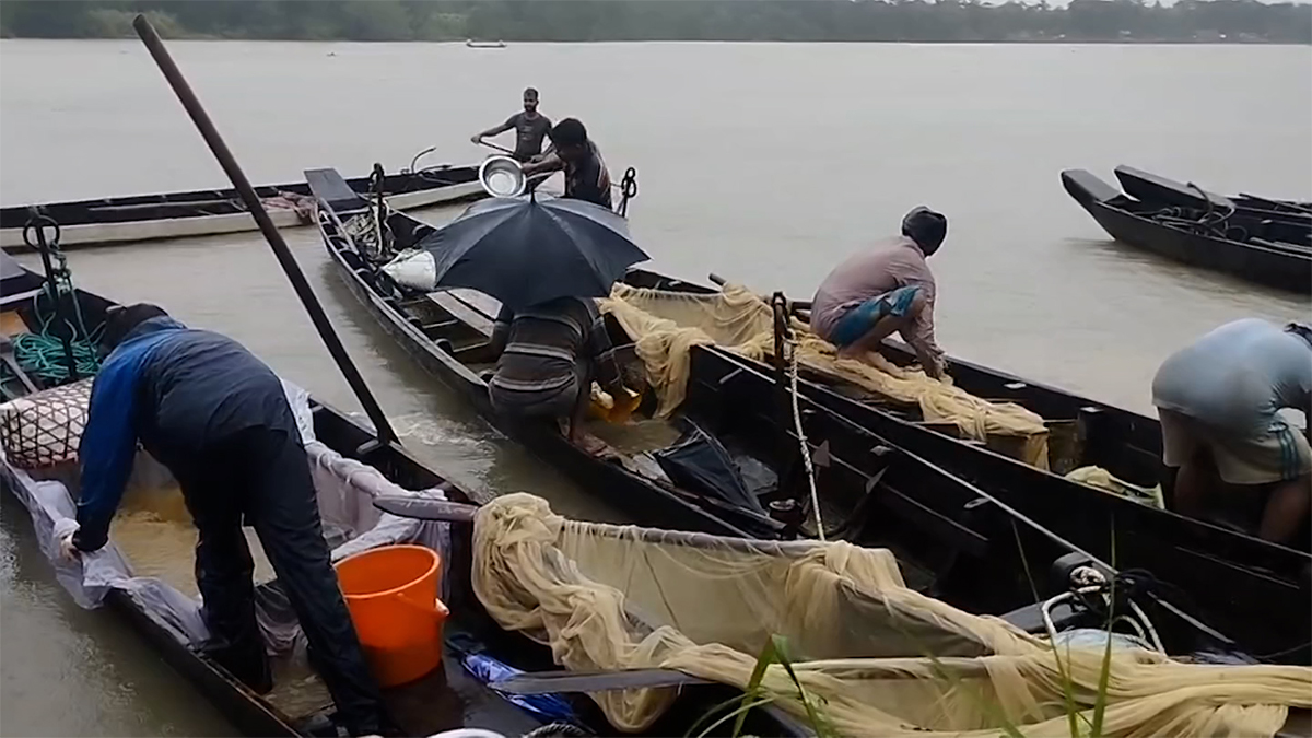 হালদা নদীতে ডিম ছেড়েছে মা মাছ