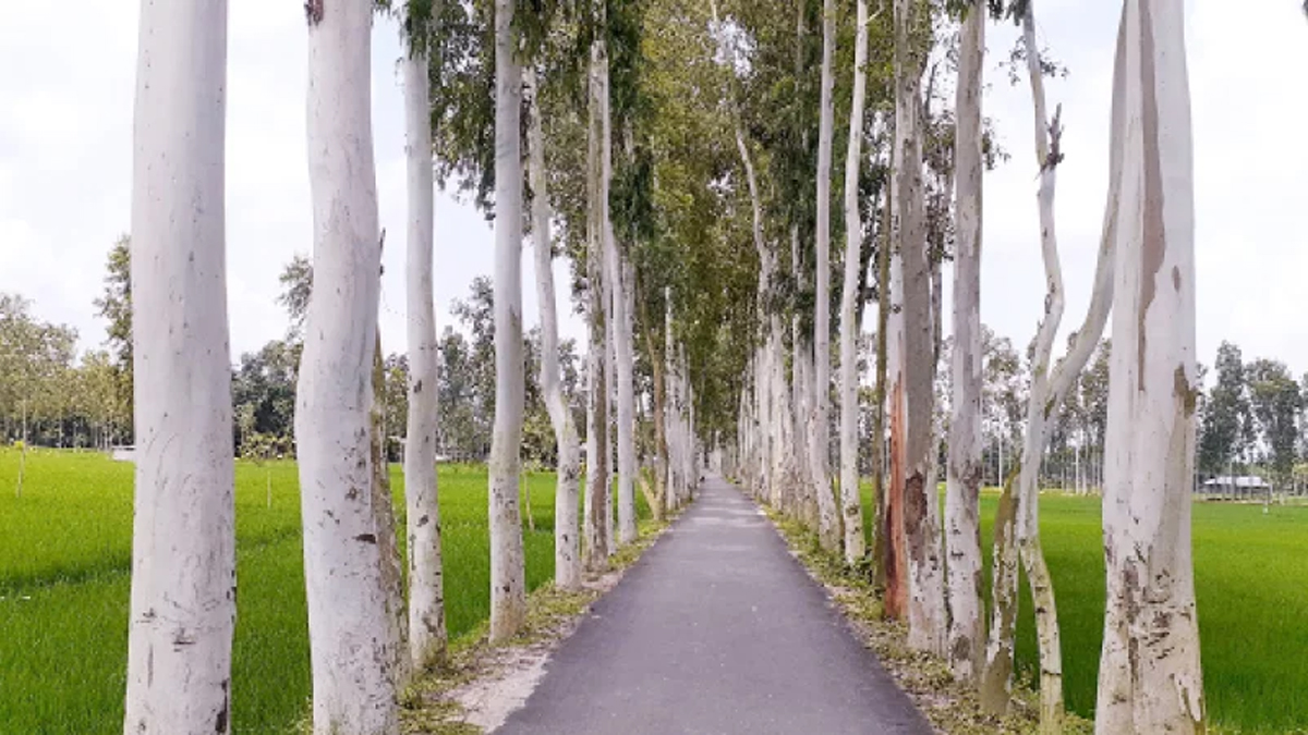 ইউক্যালিপটাস ও আকাশমনি গাছের চারা রোপণ এবং বিক্রি নিষিদ্ধ