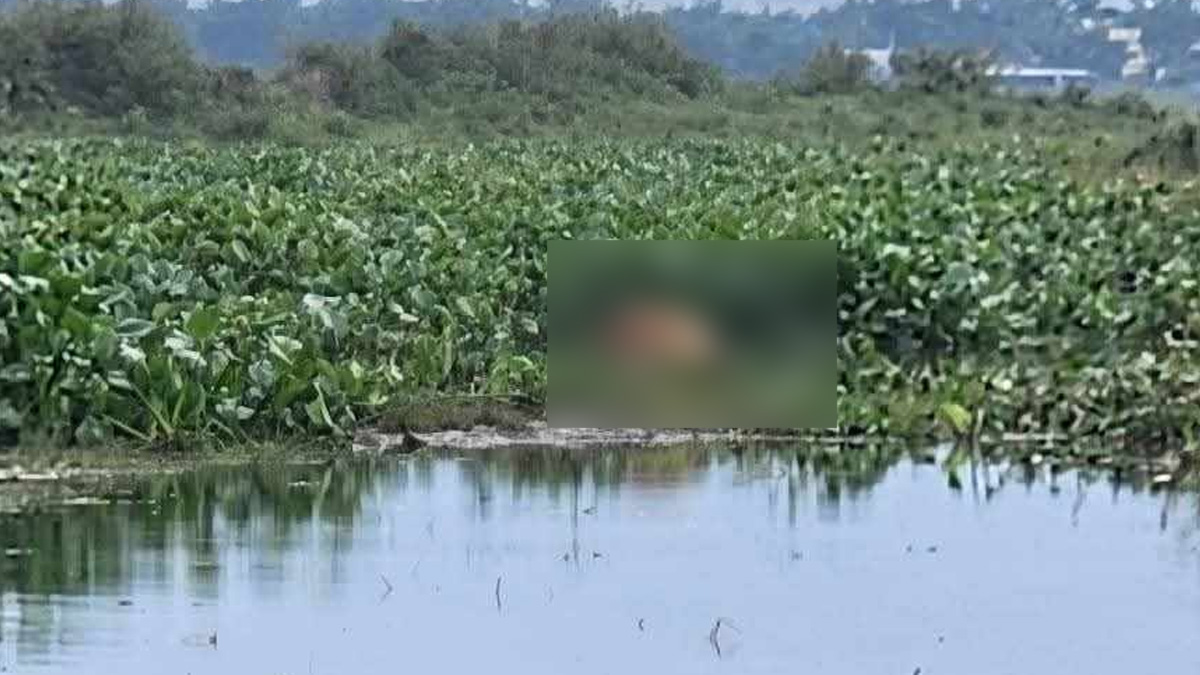 জোয়ারের পানিতে ভেসে গেলো শতাধিক গরু, মৃত অবস্থায় অন্তত ৪১টি উদ্ধার